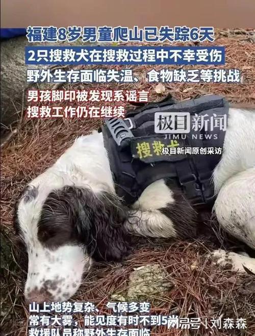 澳门研究生论坛和7岁男孩遭3只犬撕咬与7岁男孩遭3只犬撕咬怎么办
